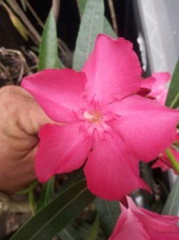Nerium oleander 'Prometheus'   [ Irmtraud Gotsis collectie ]