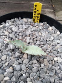 Agave parrasana 'Globe' - 3 ltr