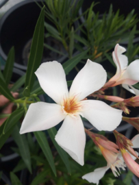 Nerium oleander 'Regis Faure'