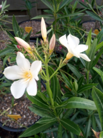 Nerium oleander 'Iles de Capri' / I. Lovenberg’