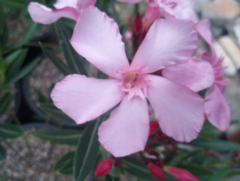 Nerium oleander 'Emilie'