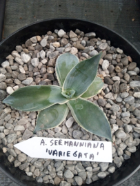 Agave seemanniana 'Variegata' - 3 ltr