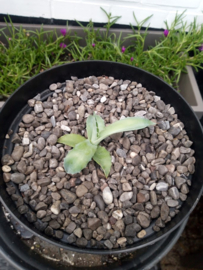 Agave parrasana 'Triumphant' - 3 ltr
