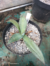 Agave ferox - 3 ltr