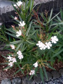 Nerium oleander 'Alsace' / 'Elzas' / 'Mrs. Willard Cooke'