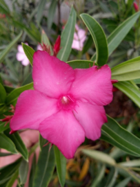 Nerium oleander 'Hardy Red' (Europese versie)