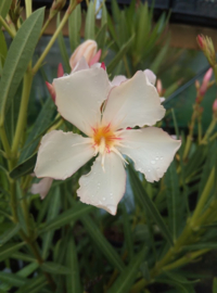 Nerium oleander 'Angiolo Pucci'