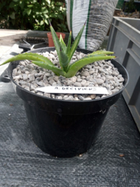 Agave decipiens