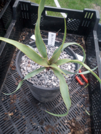 Yucca rupicola (Twistleaf yucca) - 3 ltr