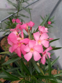 Nerium oleander 'Monts Saint Cyr'