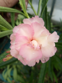 Nerium oleander 'Mrs. F. Roeding' / 'Rosée du Ventoux'