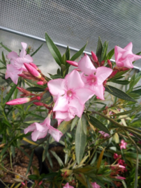 Nerium oleander 'Hektor'   [ Irmtraud Gotsis collectie ]