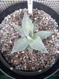 Agave ovatifolia 'Frosty Blue'   2.09 - 7,5 ltr
