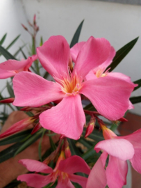 Nerium oleander 'Papa Gambetta'