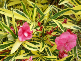 Nerium oleander 'Mrs. Runge' / 'Splendens Foliis Variegatis'