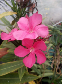 Nerium oleander 'Rosanie' [Exclusief, vermeerderen verboden]