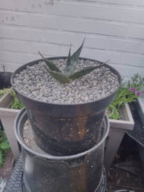 Agave gentryi