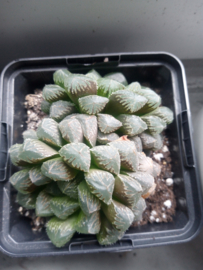 Haworthia (onbekend) 2