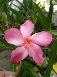 Nerium oleander 'Red Beauty'