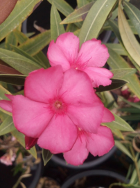 Nerium oleander 'Rosanie' [Exclusief, vermeerderen verboden]