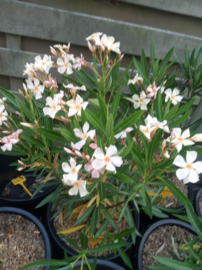Nerium oleander 'Angiolo Pucci'