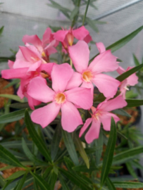 Nerium oleander 'Monts Saint Cyr'