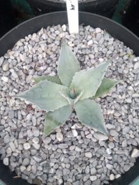 Agave ovatifolia 'Frosty Blue'   2.14 - 7,5 ltr