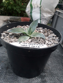 Agave seemanniana 'Variegata' - 3 ltr