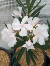 Nerium oleander 'Alsace' / 'Elzas' / 'Mrs. Willard Cooke'