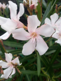 Nerium oleander 'Alsace' / 'Elzas' / 'Mrs. Willard Cooke'