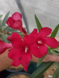 Nerium oleander 'Corrida'