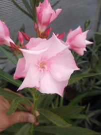 Nerium oleander 'Louis Pouget'