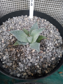 Agave ovatifolia 'Frosty Blue'   2.19 - 7,5 ltr