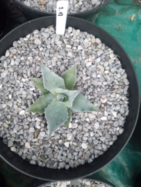 Agave ovatifolia 'Frosty Blue'   2.18 - 7,5 ltr
