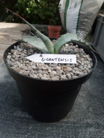 Agave gigantensis - 3 ltr