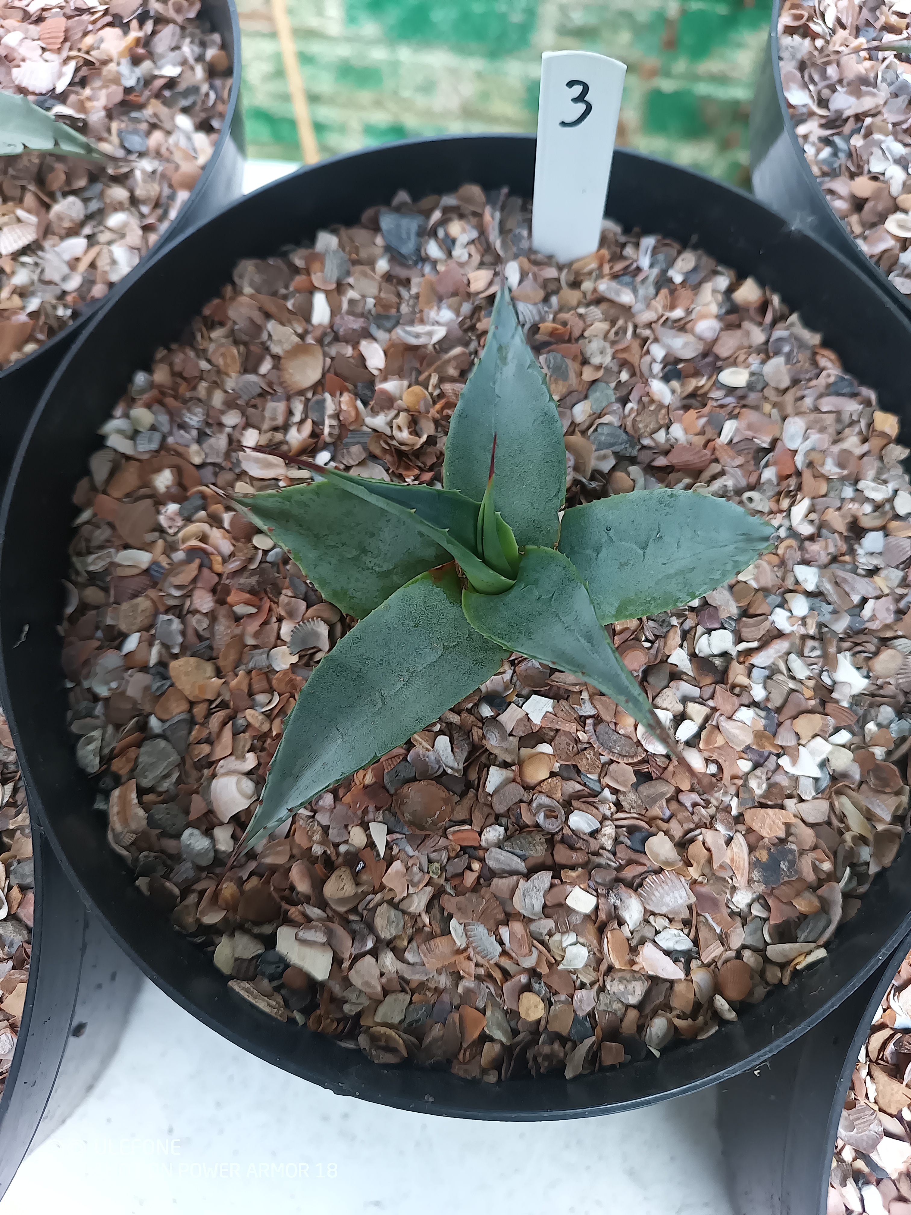 Agave ovatifolia 'Vanzie' 1.03 - 3 ltr