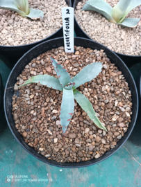 Agave x nevatifolia - 1.02 - 3 ltr