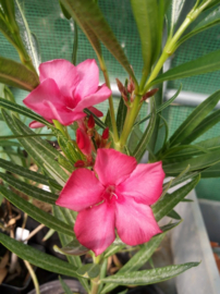 Nerium oleander 'Fire Walker'