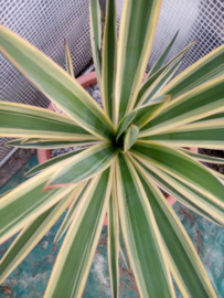 Yucca gloriosa Variegata - 12 ltr