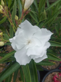 Nerium oleander 'Candeur'