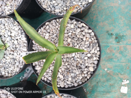 Agave x amourifolia 'Twisted Tongue' - 1.04 - 3 ltr
