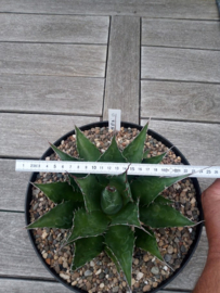 Agave montana - 01 - 7,5 ltr
