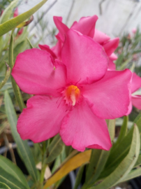 Nerium oleander 'Red Beauty'