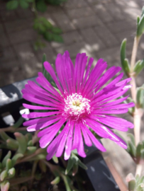 Delosperma cooperi
