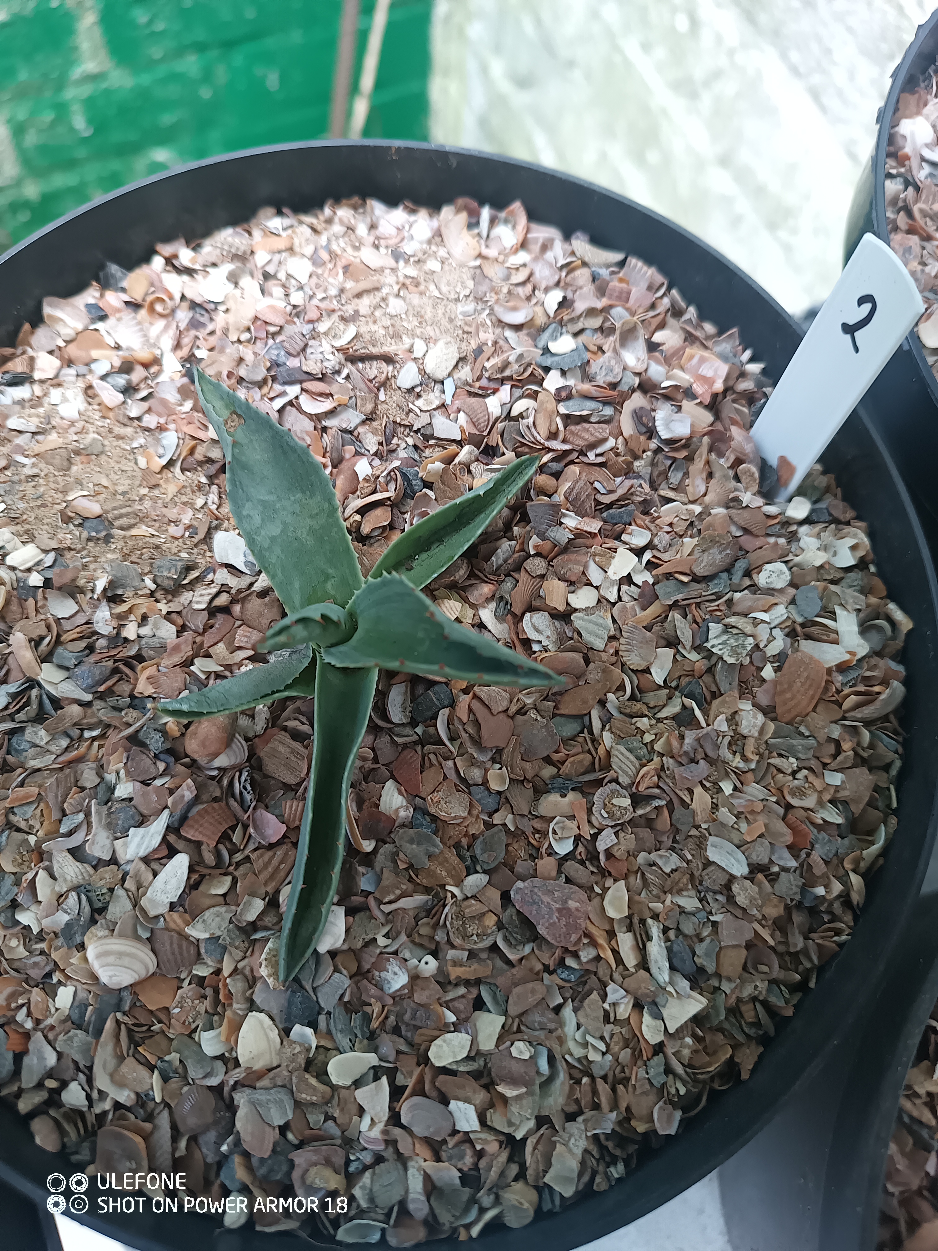 Agave ovatifolia 'Iced Heart' 1.02 - 3 ltr