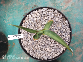 Agave x amourifolia 'Twisted Tongue' - 1.07 - 3 ltr