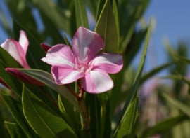 Nerium oleander 'Simie'   [ Irmtraud Gotsis collectie ]