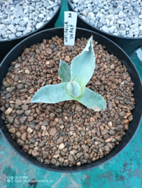 Agave ovatifolia 'Dwarf' - 1.02 - 3 ltr