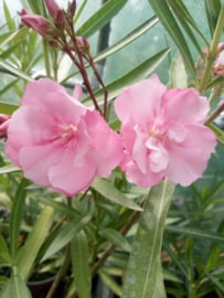 Nerium oleander 'Mrs. Eugenia Fowler'