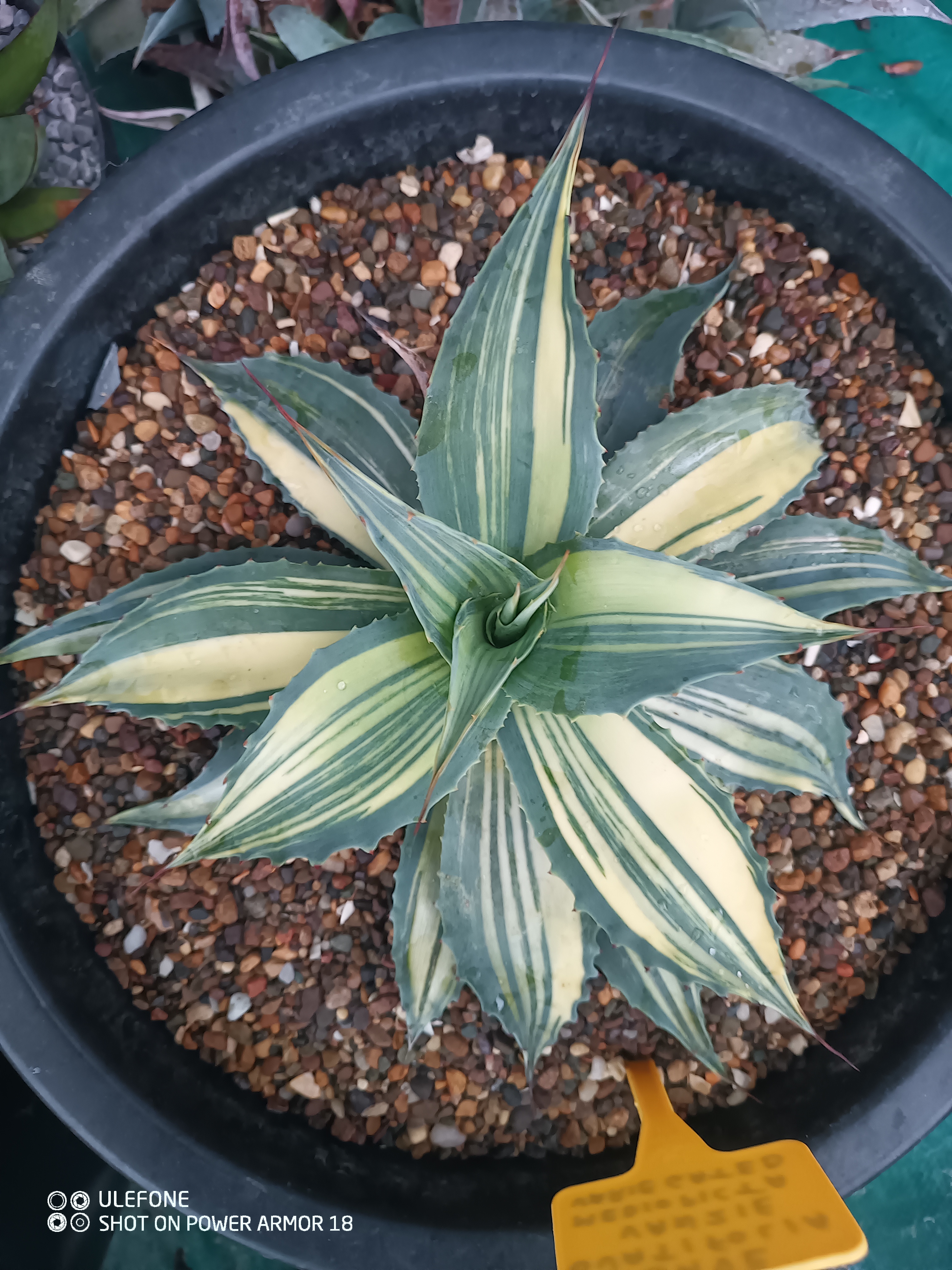 Agave ovatifolia 'Vanzie Mediopicta Variegated'